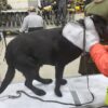 K9 Decon Kit