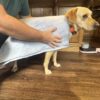 K9 Decon Kit