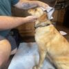 K9 Decon Kit