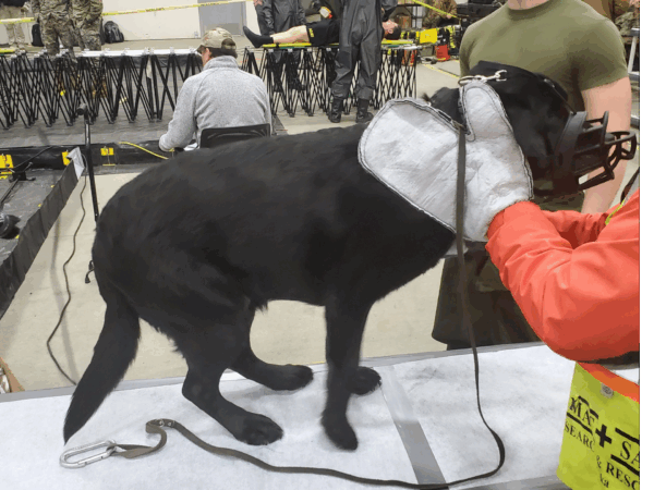 K9 decon kit 1- Product K9 Decon Kit